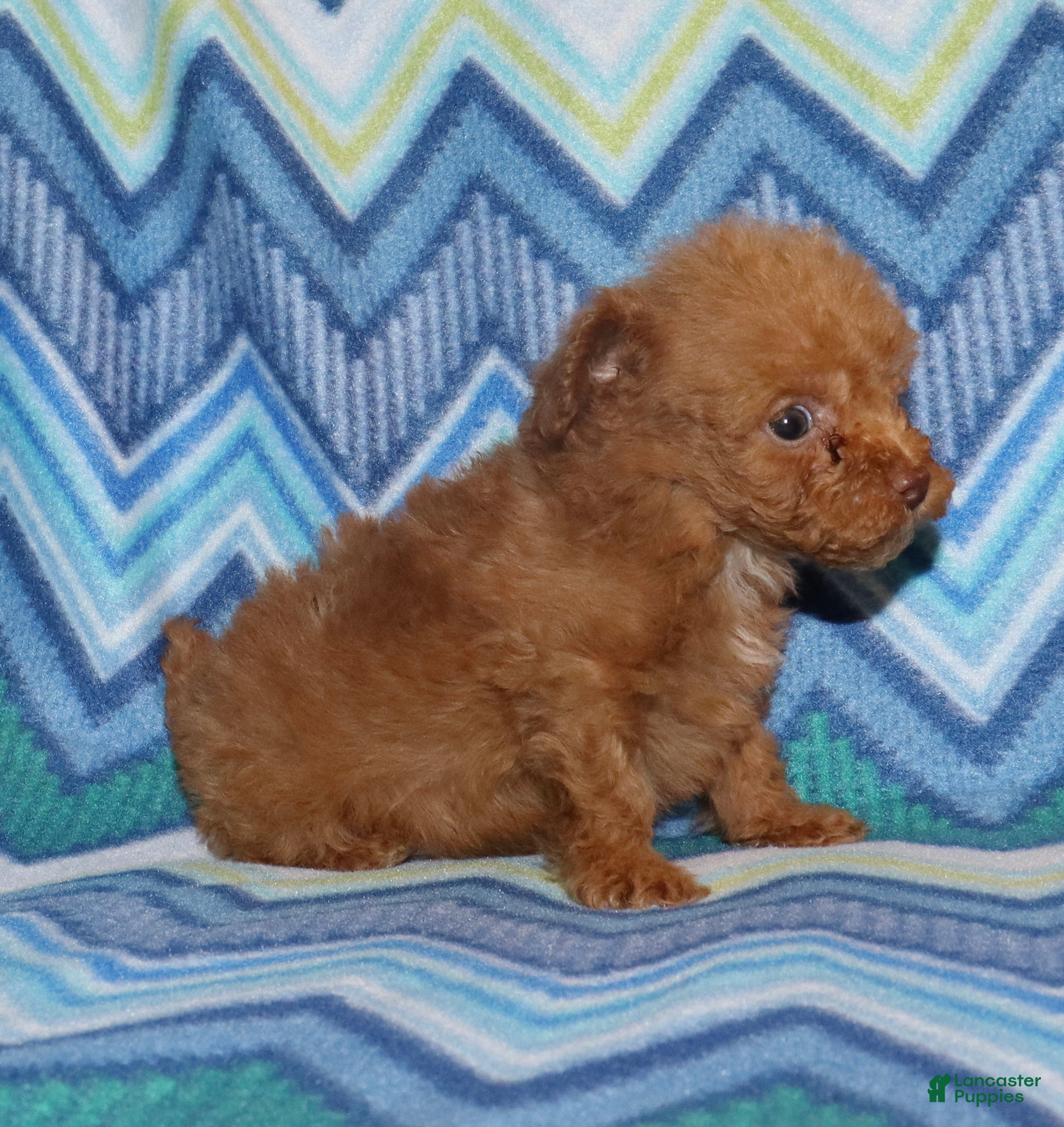 Toy Poodle dogs for sale: Double T Summer’s apricot male - Ad 3
