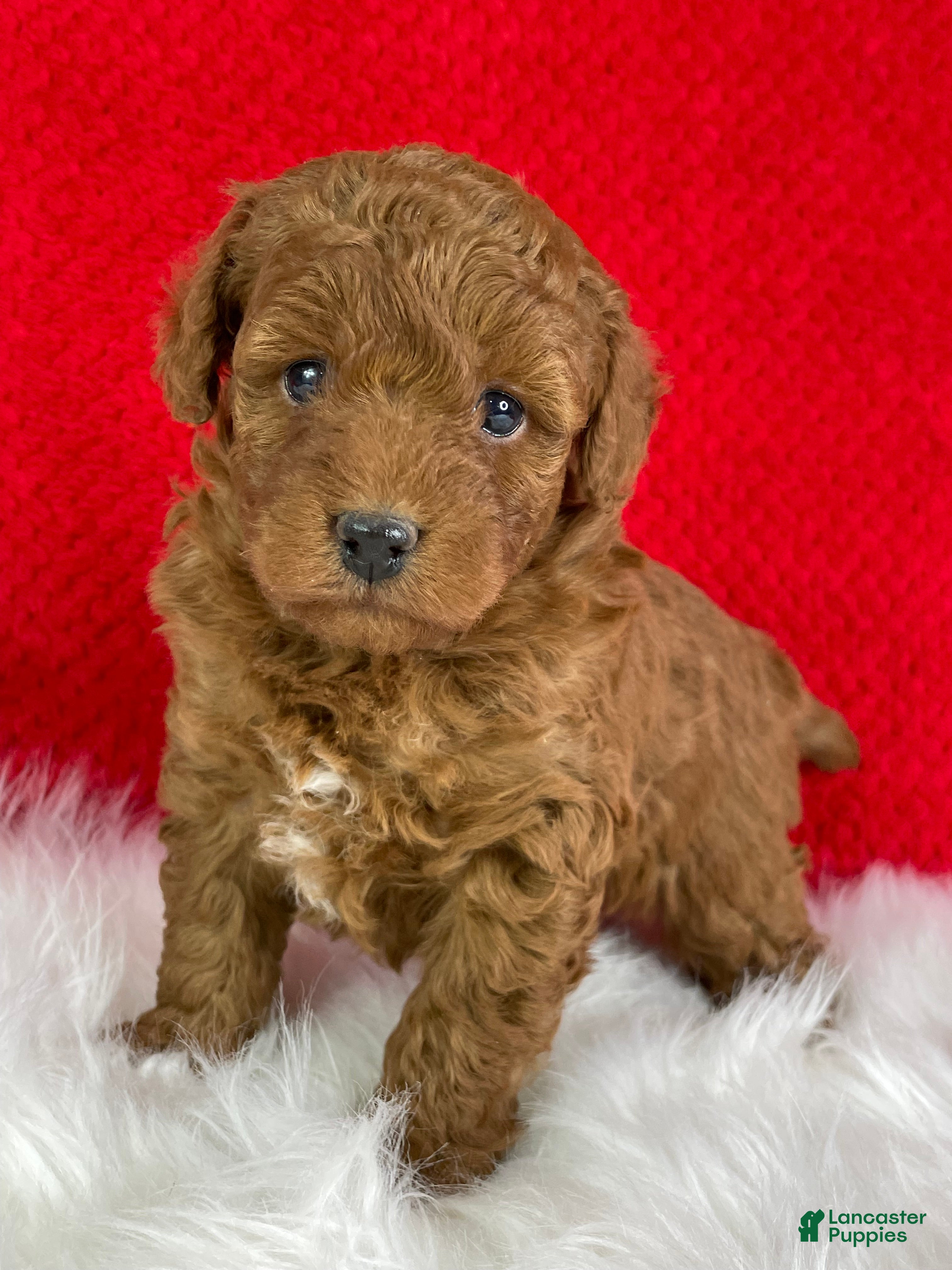 Mini Goldendoodle dogs Kringle - Ad 29