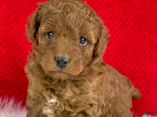 Mini Goldendoodle dogs Kringle - Ad 25