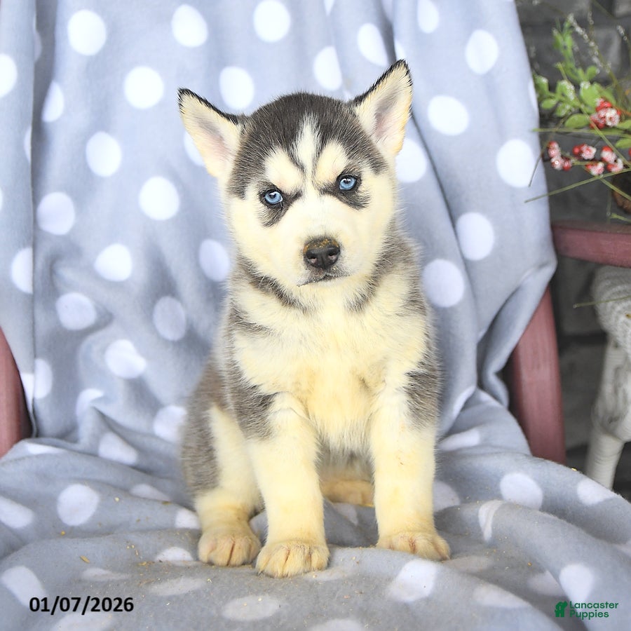 Siberian Husky dogs Bailey - Ad 2