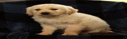 Golden Retriever dogs for sale: Shane - Ad 8