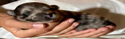 Pomeranian dogs for sale: Pomeranian 2 - Ad 3