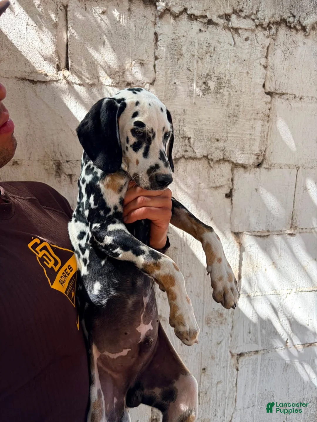 Dalmatian dogs for sale: Dalmatian 1 - Ad 2