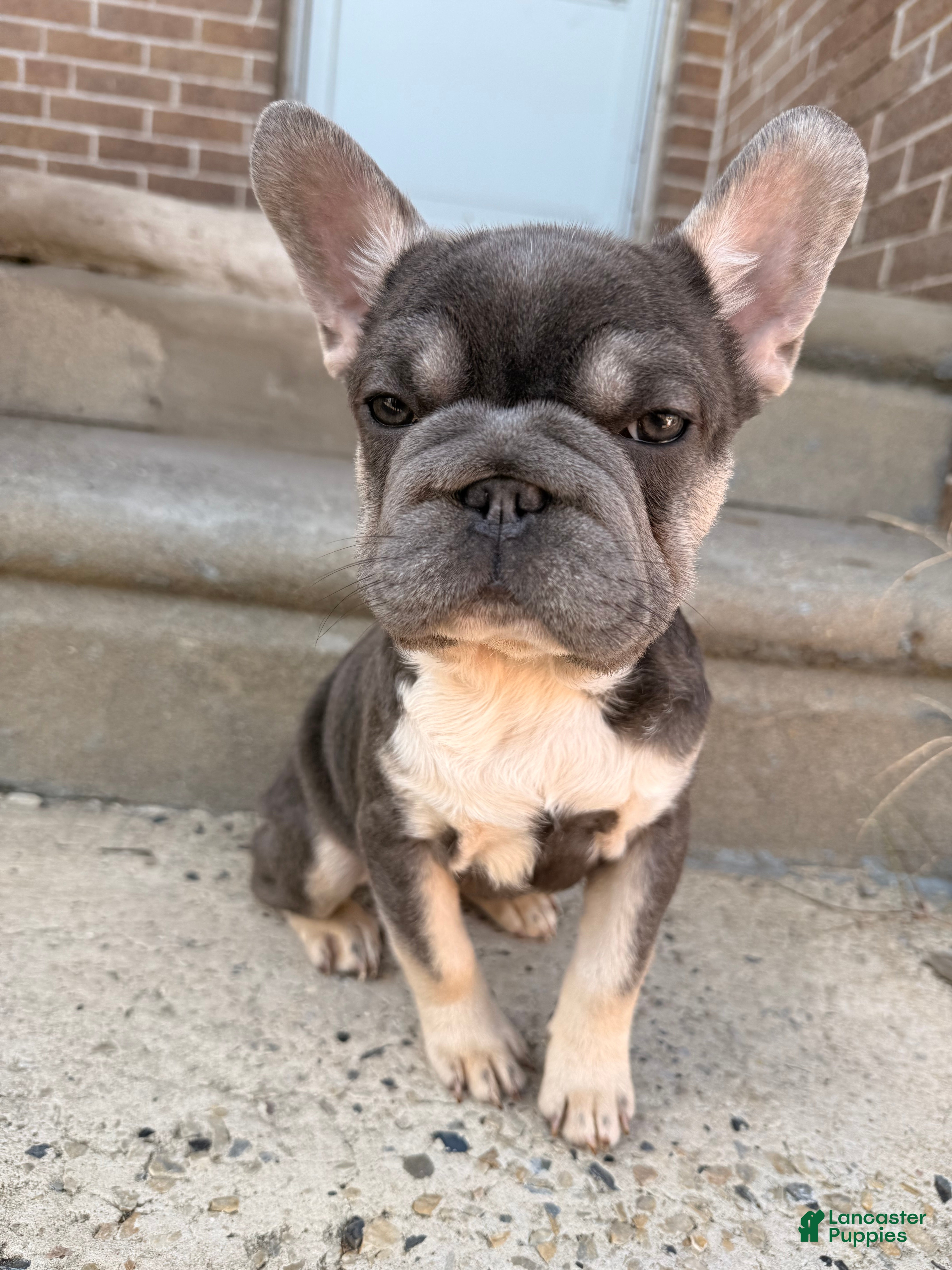 French Bulldog dogs Big Latto girl 1 - Ad 38