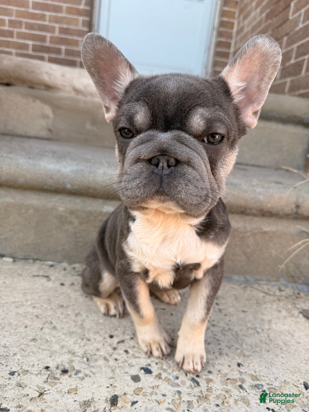 French Bulldog dogs for sale: Big Latto girl 1 - Ad 1