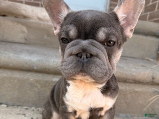 French Bulldog dogs Big Latto girl 1 - Ad 7