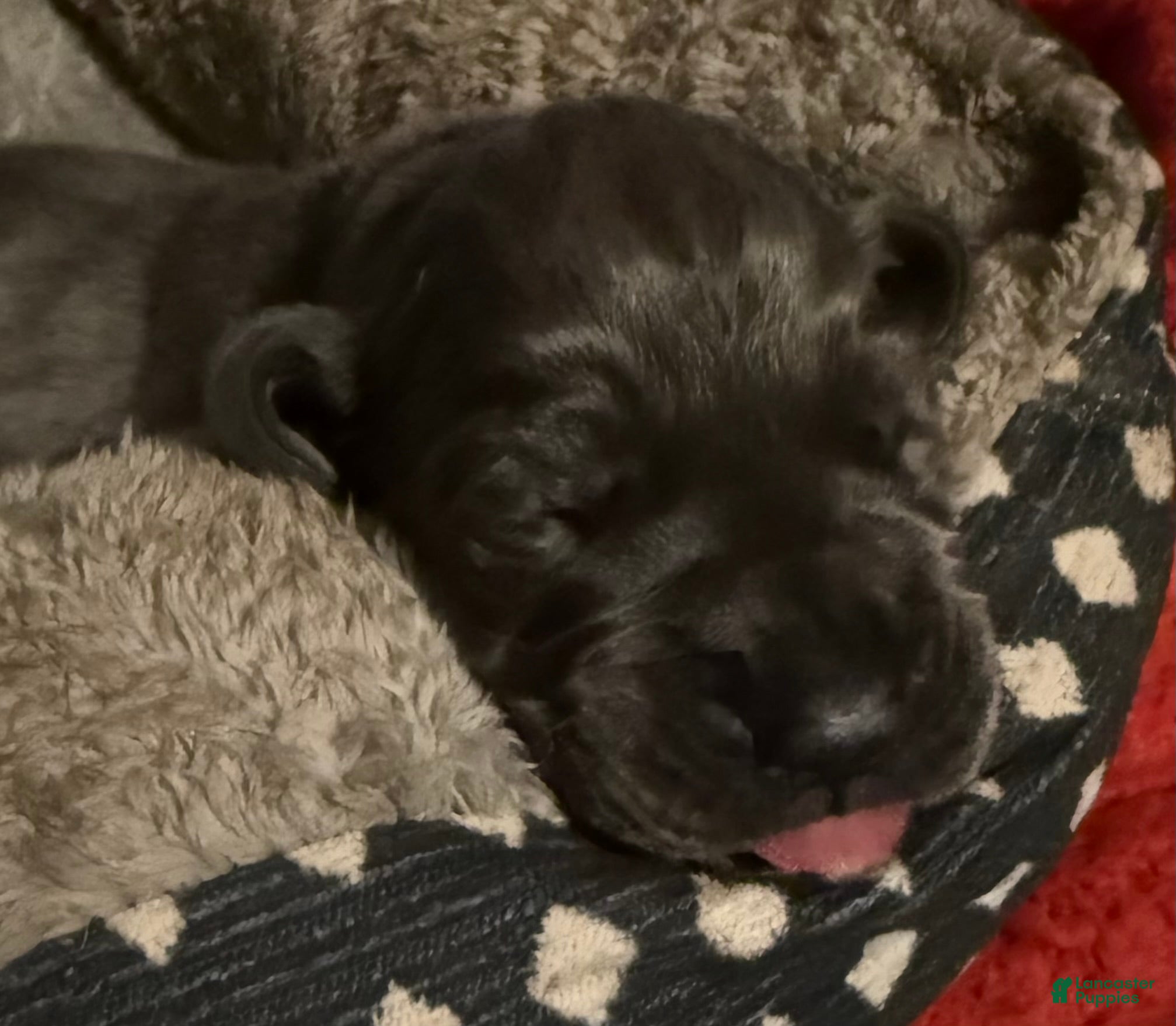 Great Dane dogs Great Dane Puppy 1 - Ad 31