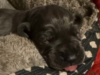 Great Dane dogs Great Dane Puppy 1 - Ad 6