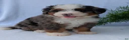 Mini Bernedoodle dogs for sale: Mini Louie  - Ad 5