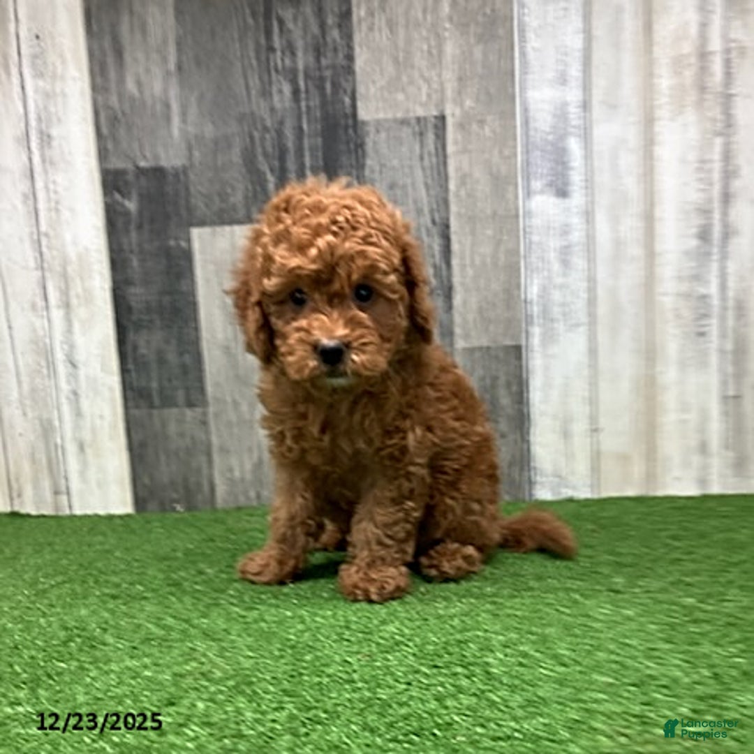 Mini Goldendoodle dogs for sale: Keith - Ad 1