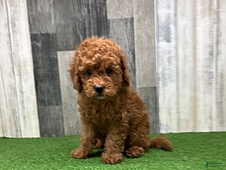 Mini Goldendoodle dogs Keith - Ad 26