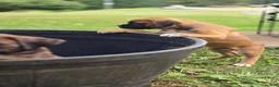 Boxer dogs for sale: Twinny - Ad 5
