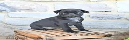 Pug dogs for sale: Blossom - Ad 1