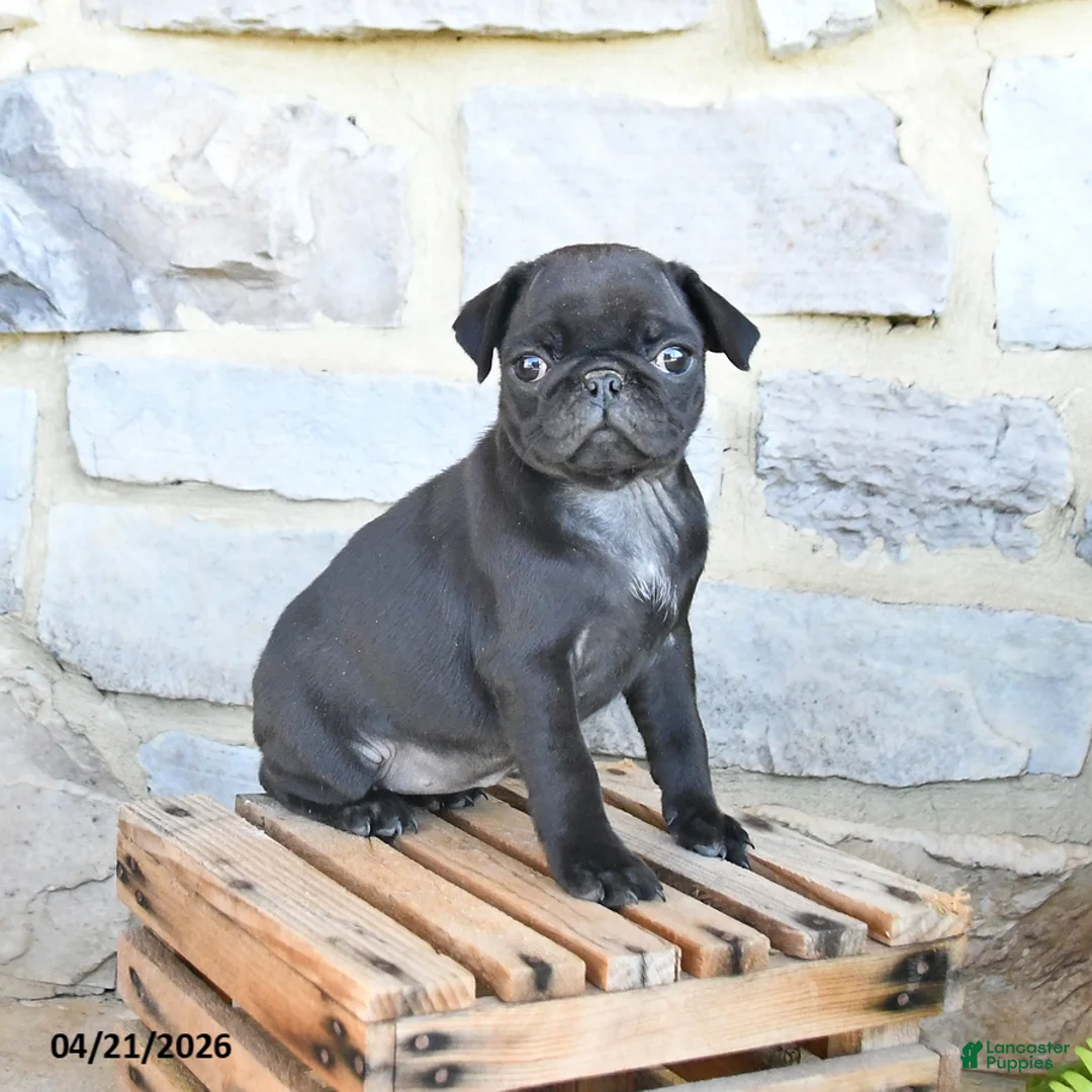 Pug dogs for sale: Blossom - Ad 1