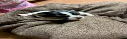 Jack Russell Terrier dogs for sale: Boy 2 - Ad 4