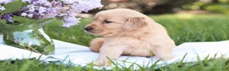 Golden Retriever dogs for sale: Golden Retriever Puppy 6 - Ad 4