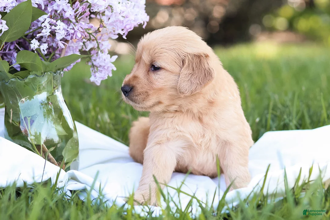 Golden Retriever dogs for sale: Golden Retriever Puppy 6 - Ad 4