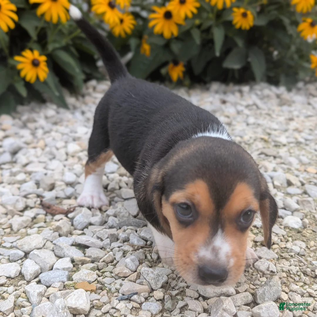 Beagle dogs for sale: Pancake - Ad 2