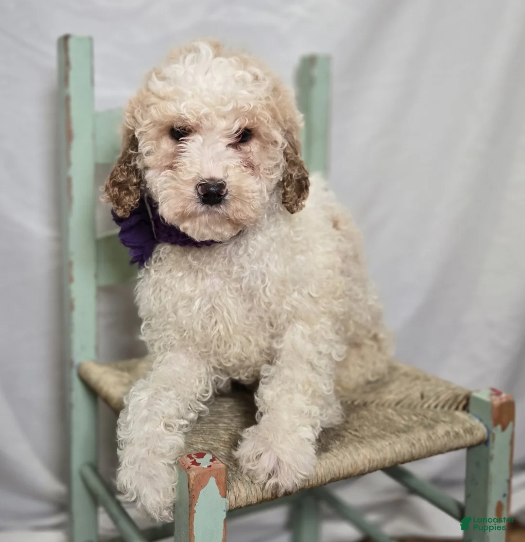 Bernedoodle dogs for sale: Kate - Ad 5