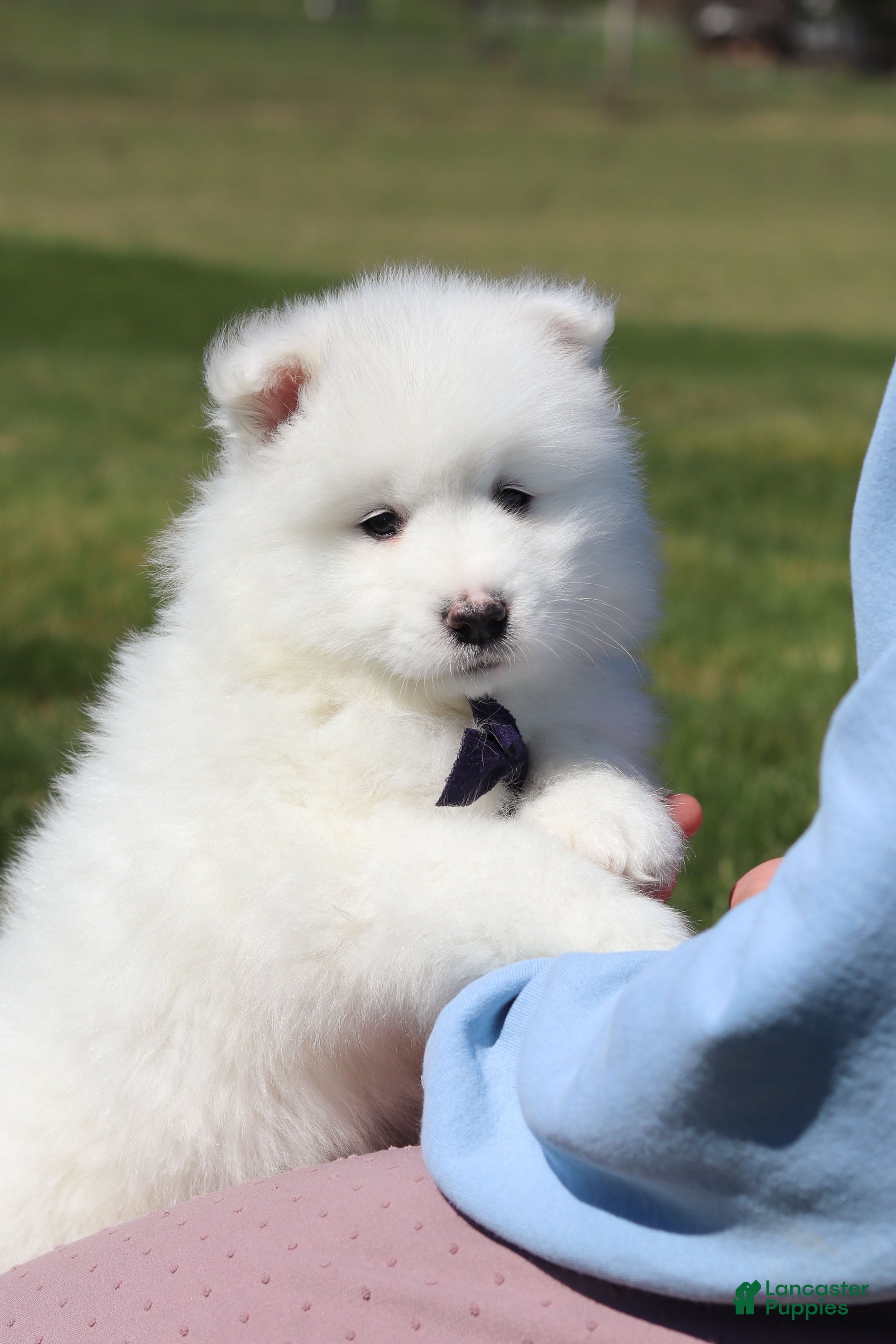 Samoyed dogs Koda - Ad 2