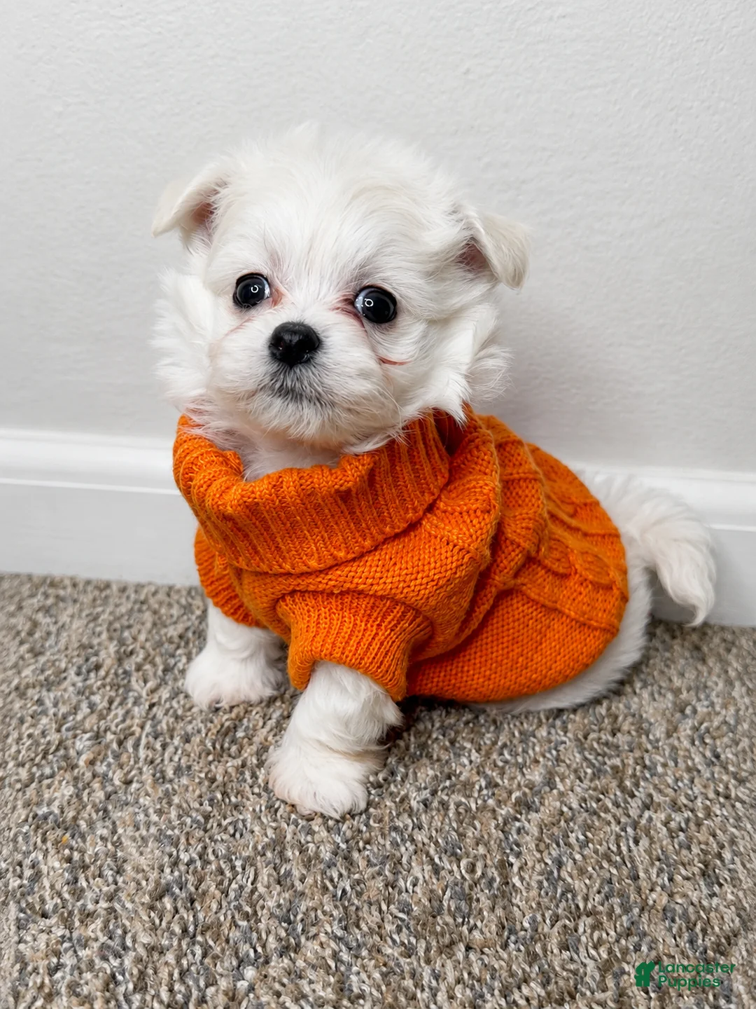 Maltipoo dogs for sale: Archie  - Ad 2