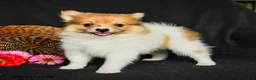 Pomeranian dogs for sale: Polly - Ad 1