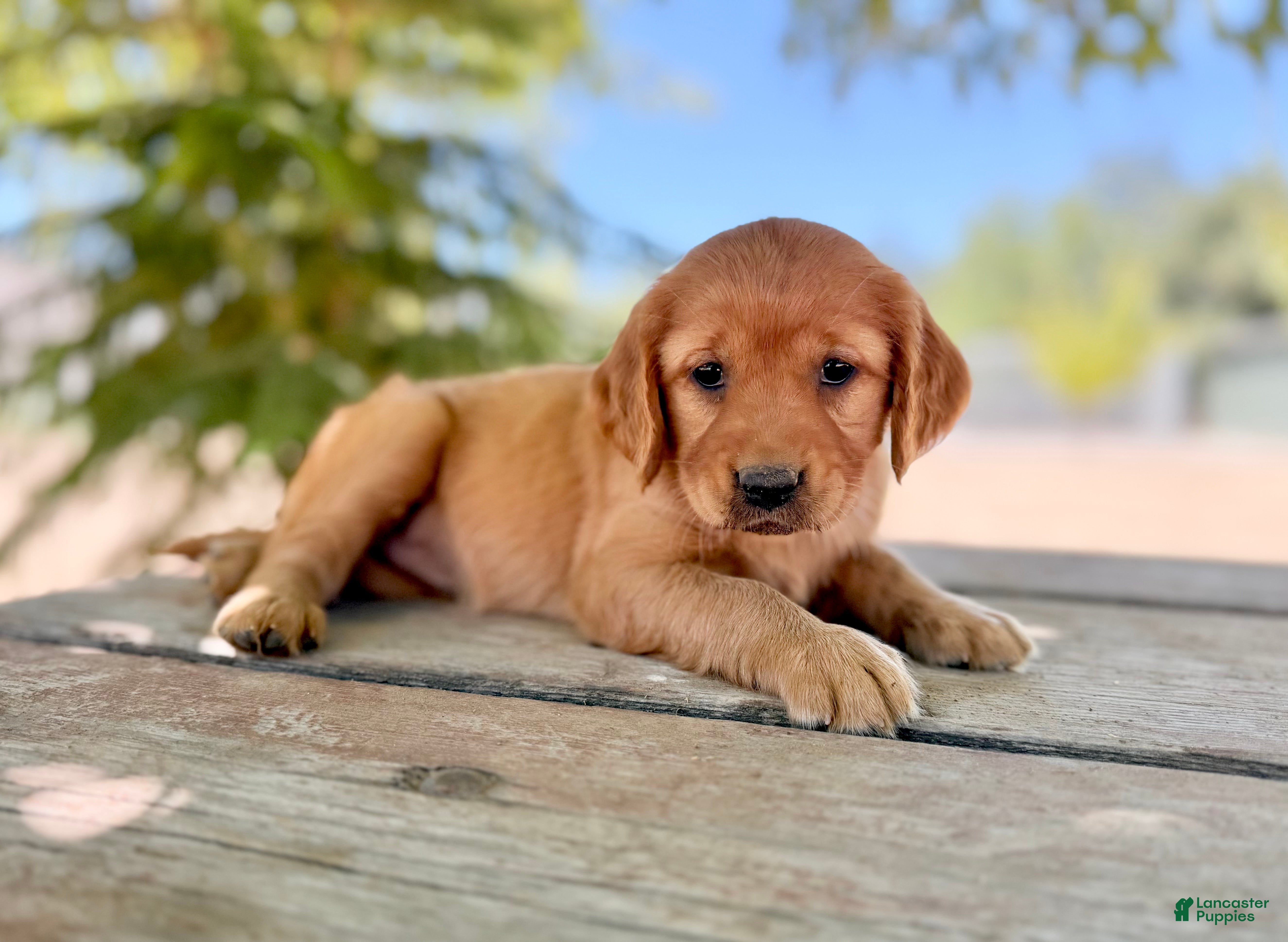 Golden Retriever dogs Golden Retriever 4 - Ad 28