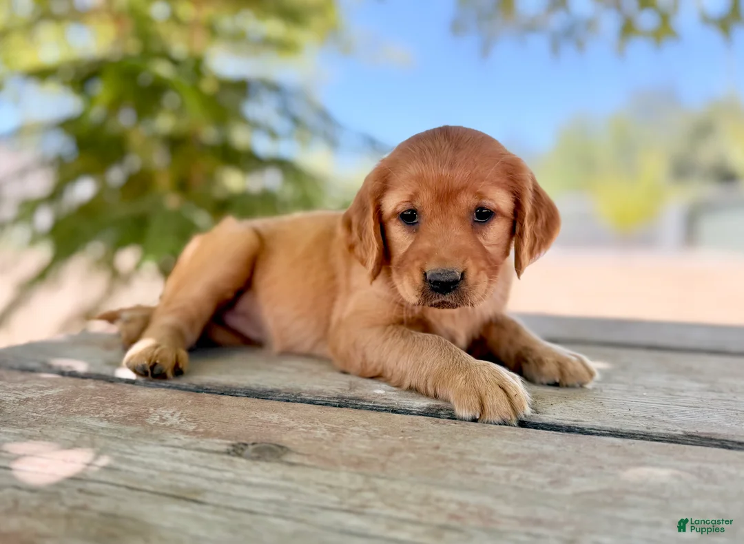 Golden Retriever dogs for sale: Golden Retriever 4 - Ad 1
