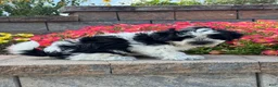 Mixed Breed dogs for sale: Art - Ad 4