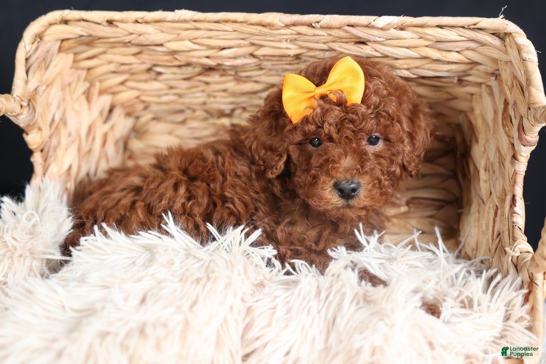 Miniature Poodle dogs for sale: BUDDY - Ad 17