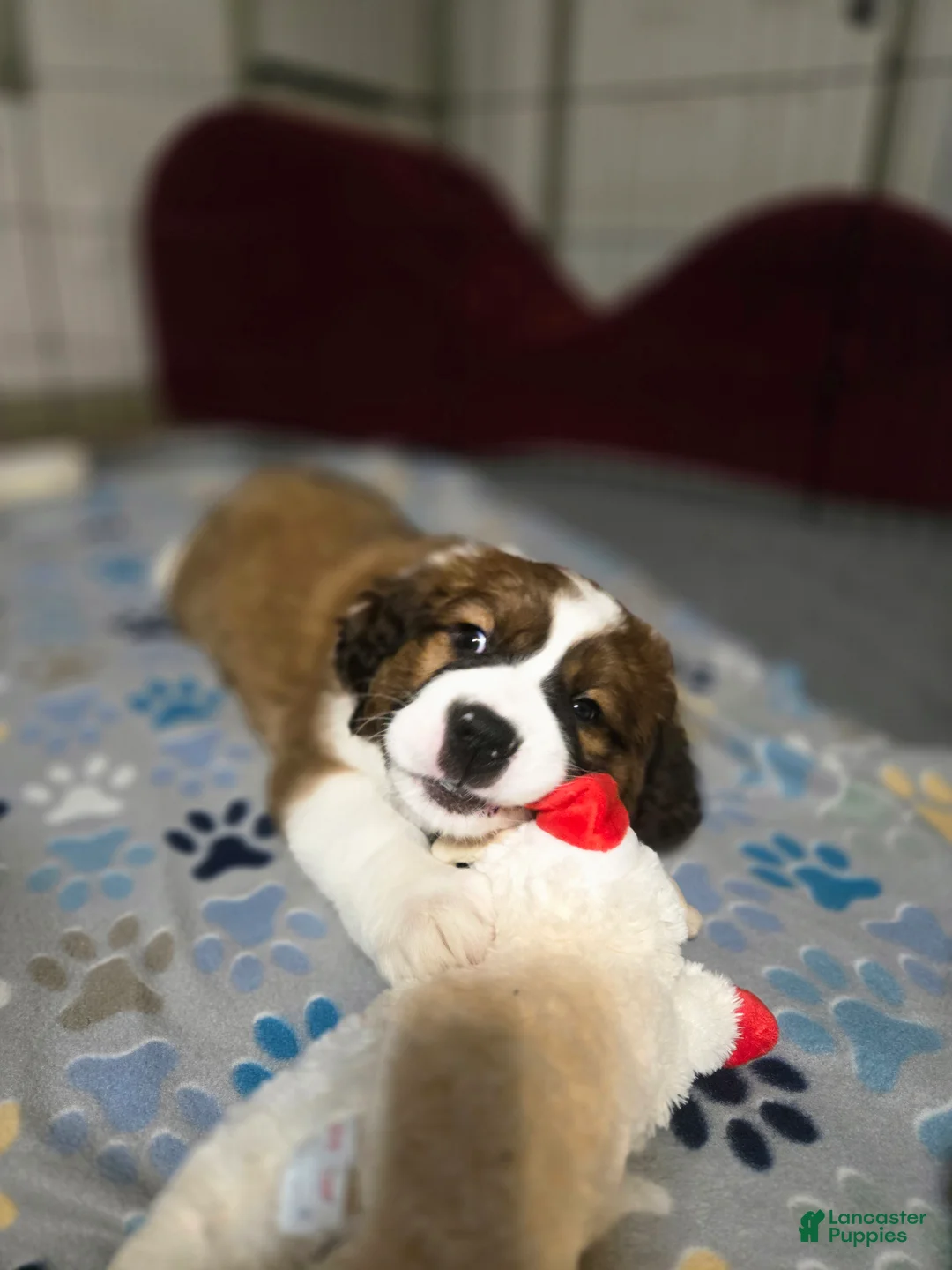 Mixed Breed dogs for sale: Scarlet - Ad 4