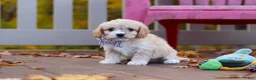 Cavachon dogs for sale: Cooper - Ad 3