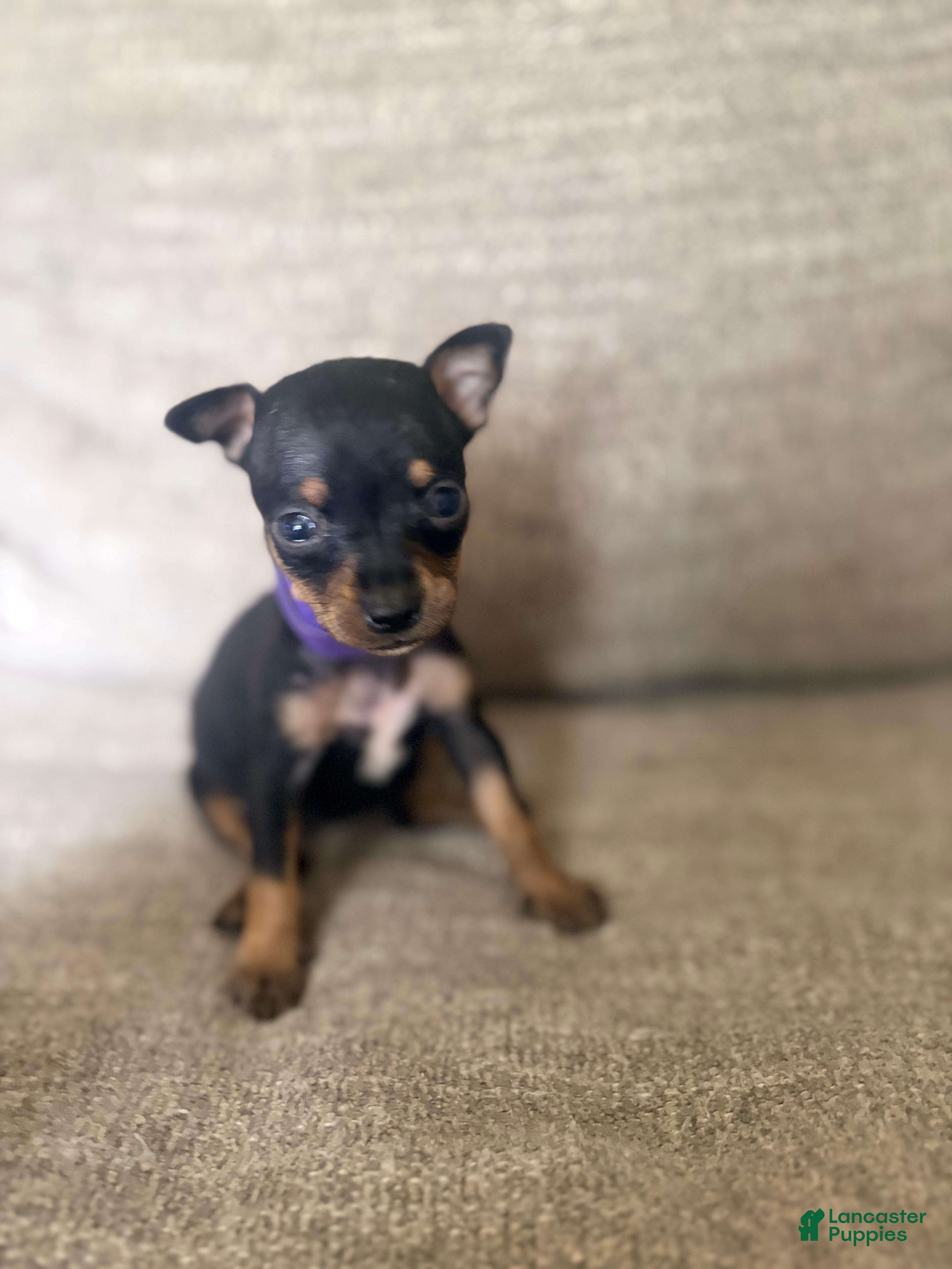 Miniature Pinscher dogs Miniature Pinscher 5 - Ad 36