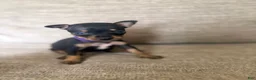 Miniature Pinscher dogs for sale: Miniature Pinscher 5 - Ad 1