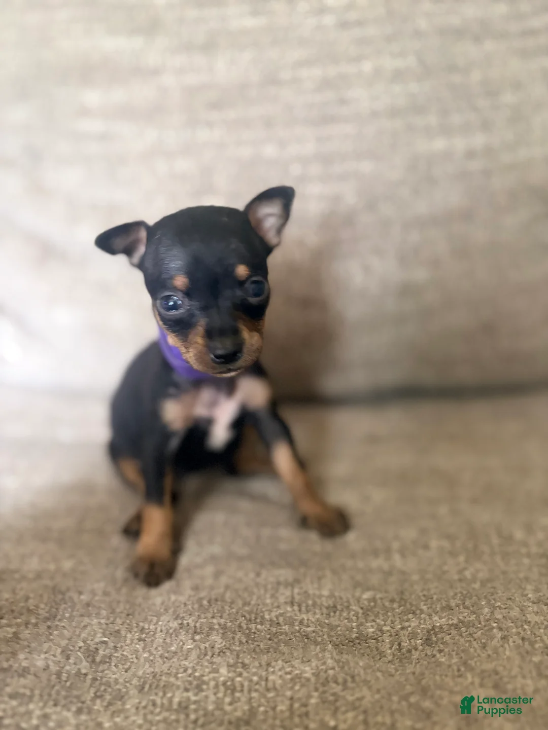 Miniature Pinscher dogs for sale: Miniature Pinscher 5 - Ad 1