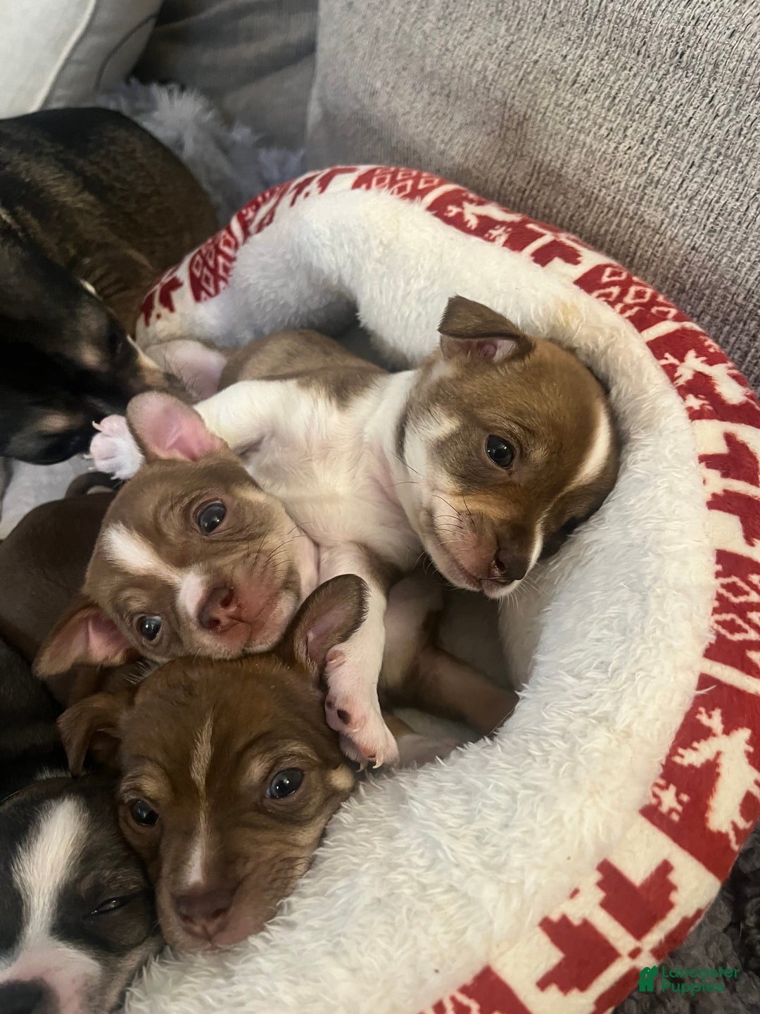 Chihuahua dogs for sale: Chihuahua Puppy 4 - Ad 7