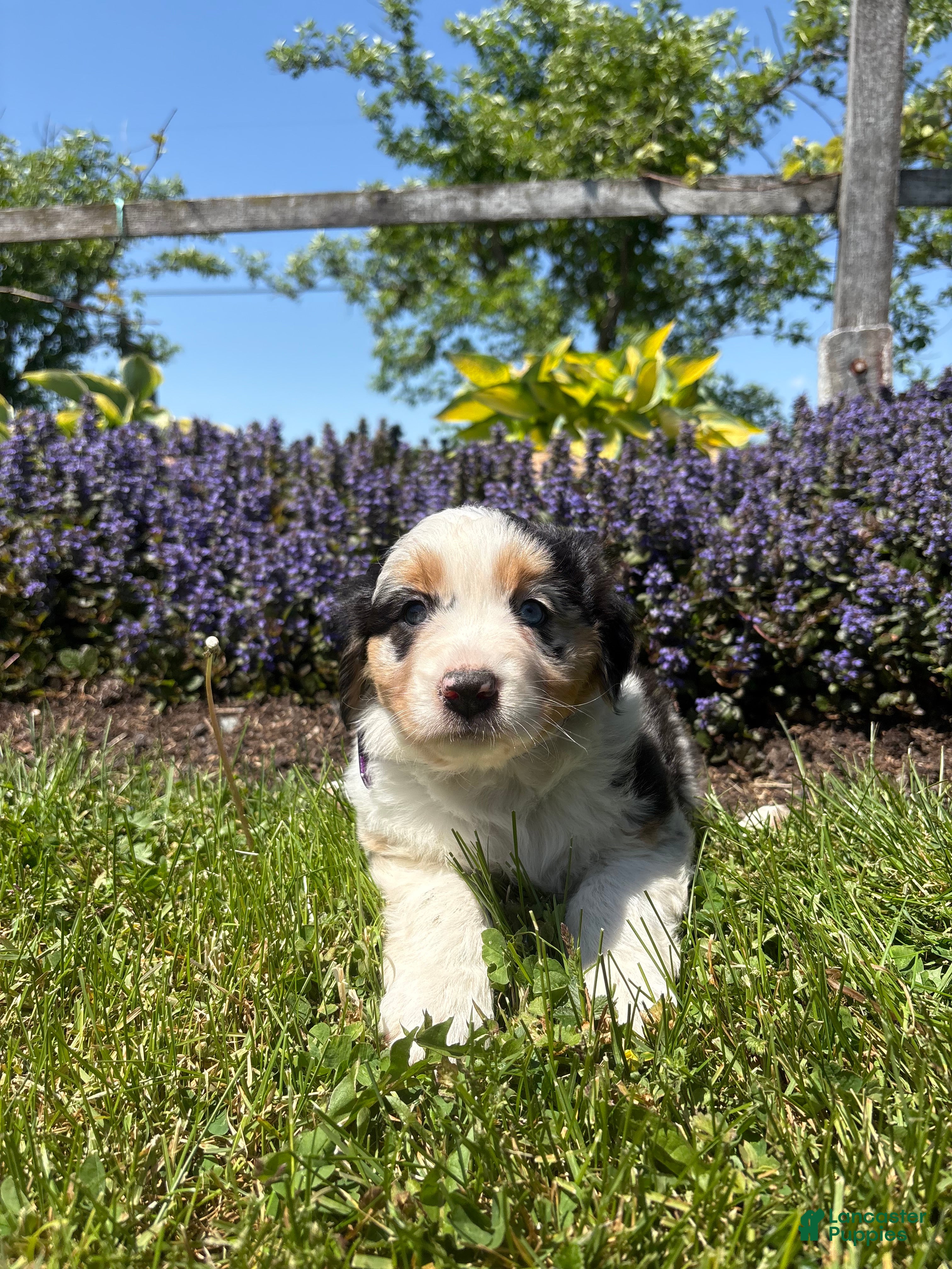 Australian Shepherd dogs Harper - Ad 35