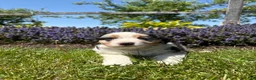 Australian Shepherd dogs for sale: Harper - Ad 1