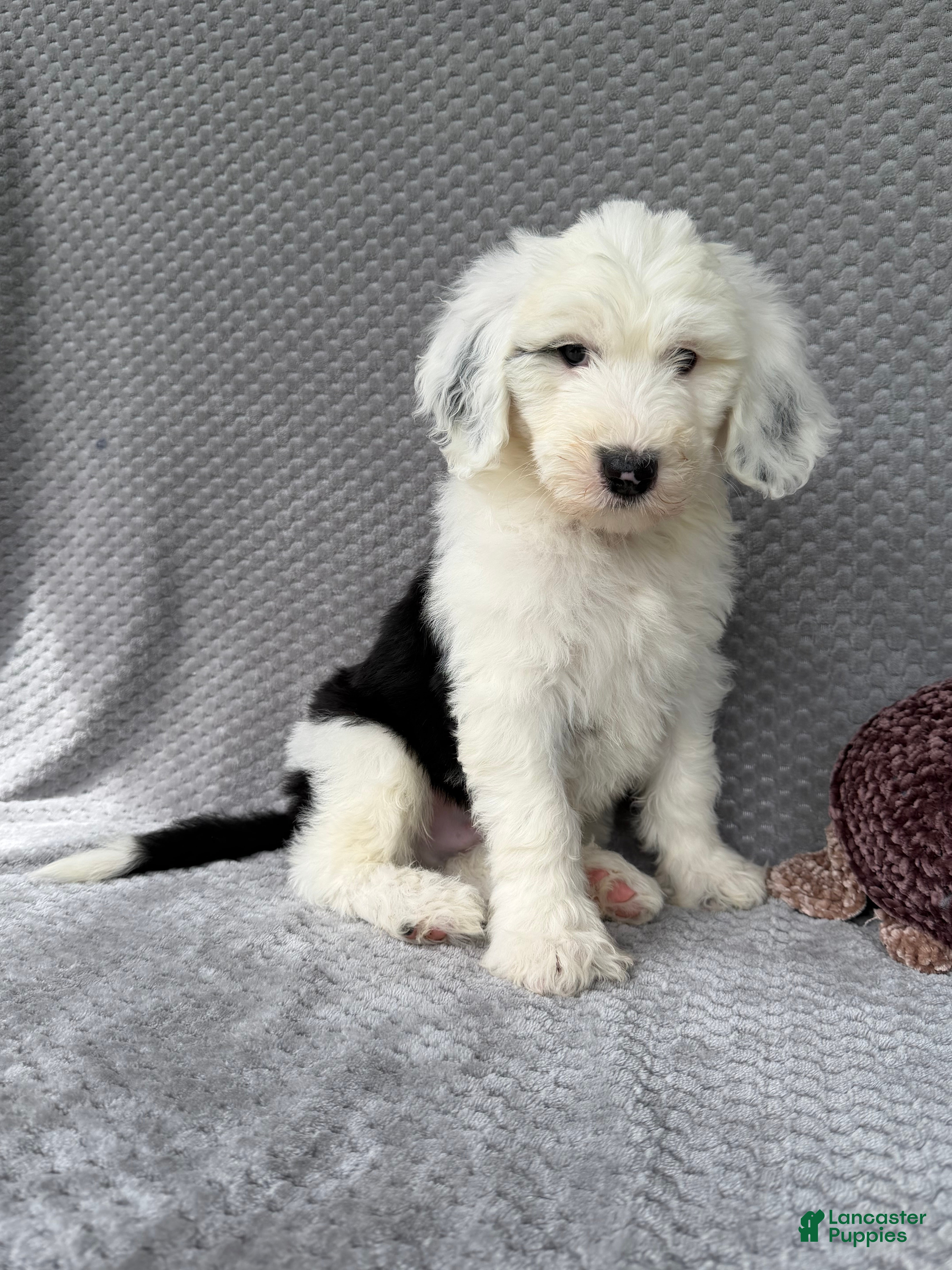 Sheepadoodle dogs Brooks - Ad 1