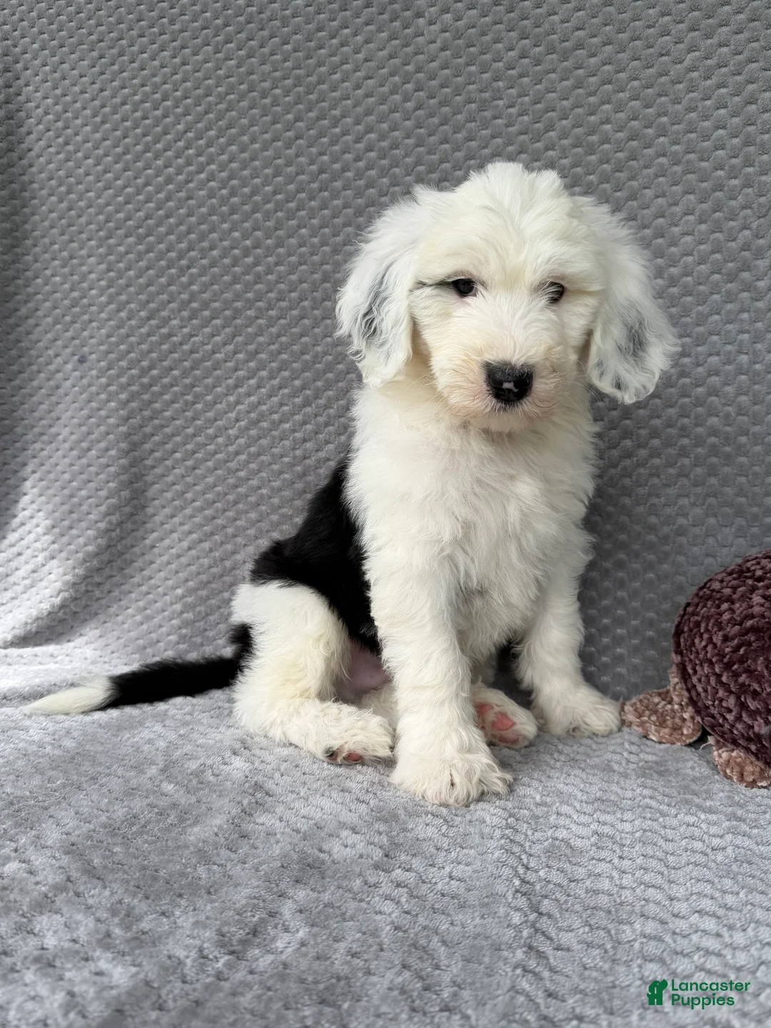Sheepadoodle dogs for sale: Brooks - Ad 1