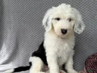 Sheepadoodle dogs for sale: Brooks - Ad 3