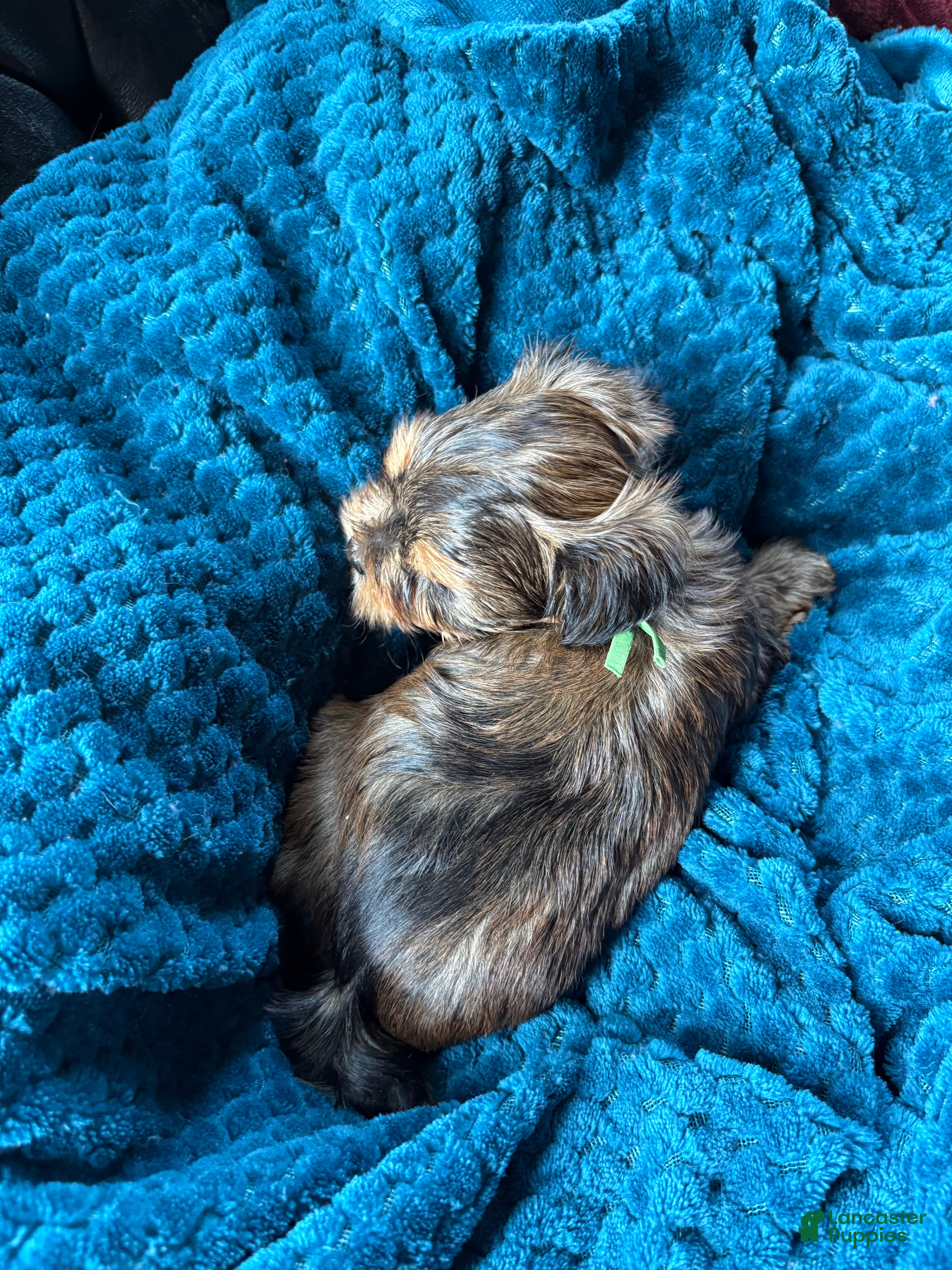 Yorkshire Terrier dogs for sale: Yorkshire Terrier Puppy 2 - Ad 4