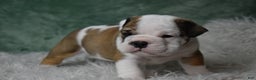 English Bulldog dogs for sale: Holly - Ad 5