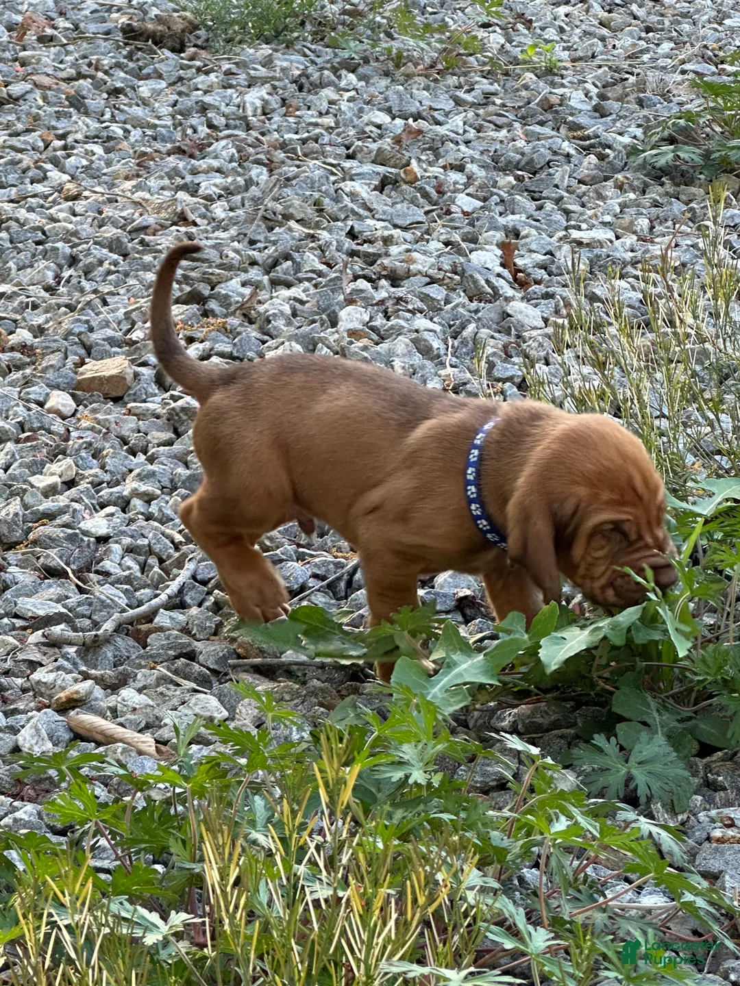 Bloodhound dogs for sale: Bloodhound Puppy 7 - Ad 1