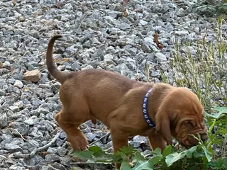 Bloodhound dogs Bloodhound Puppy 7 - Ad 1