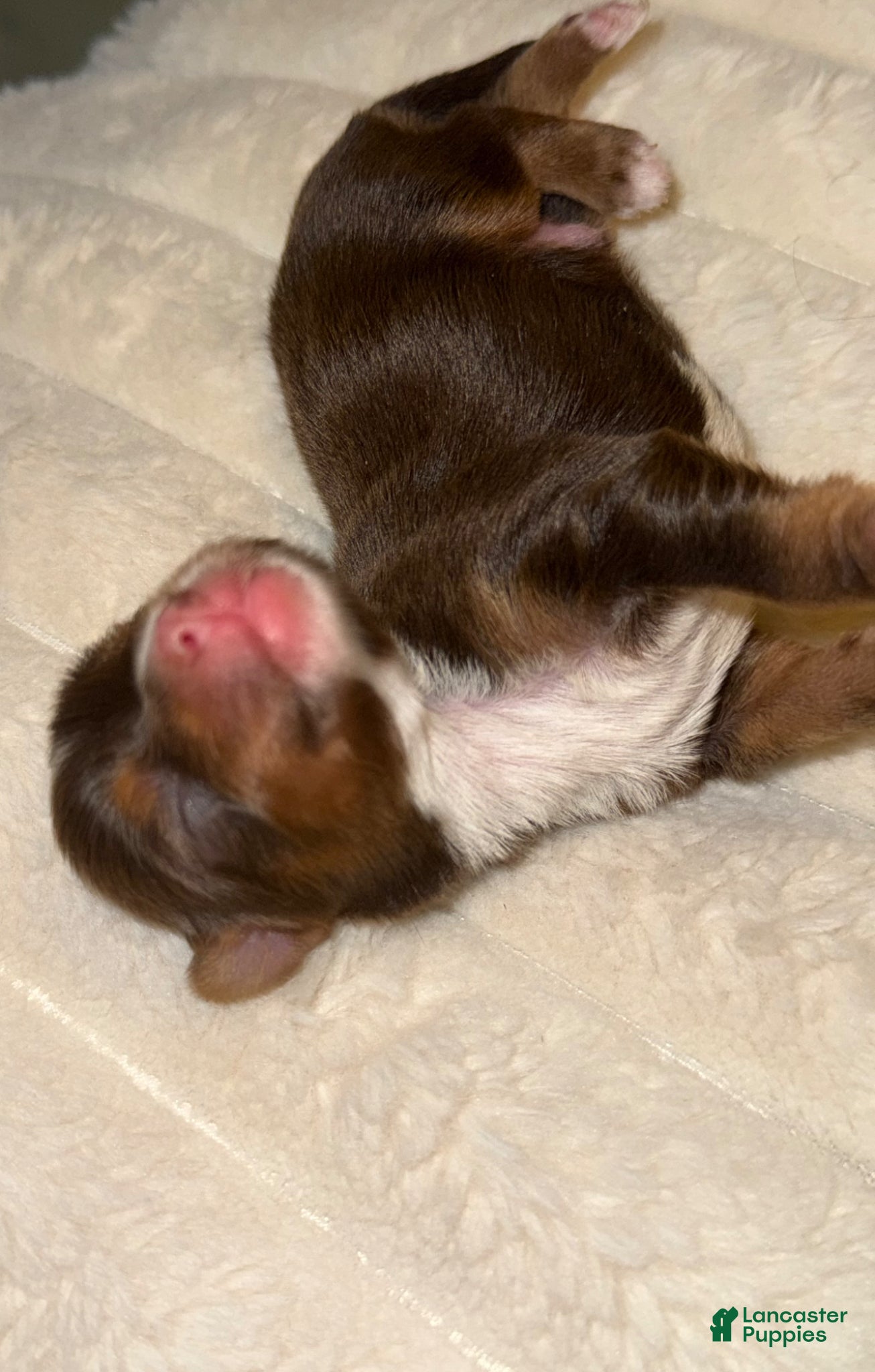 Yorkshire Terrier dogs Mars - Ad 2