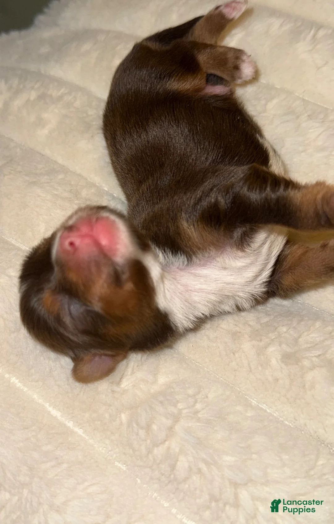 Yorkshire Terrier dogs for sale: Mars - Ad 2