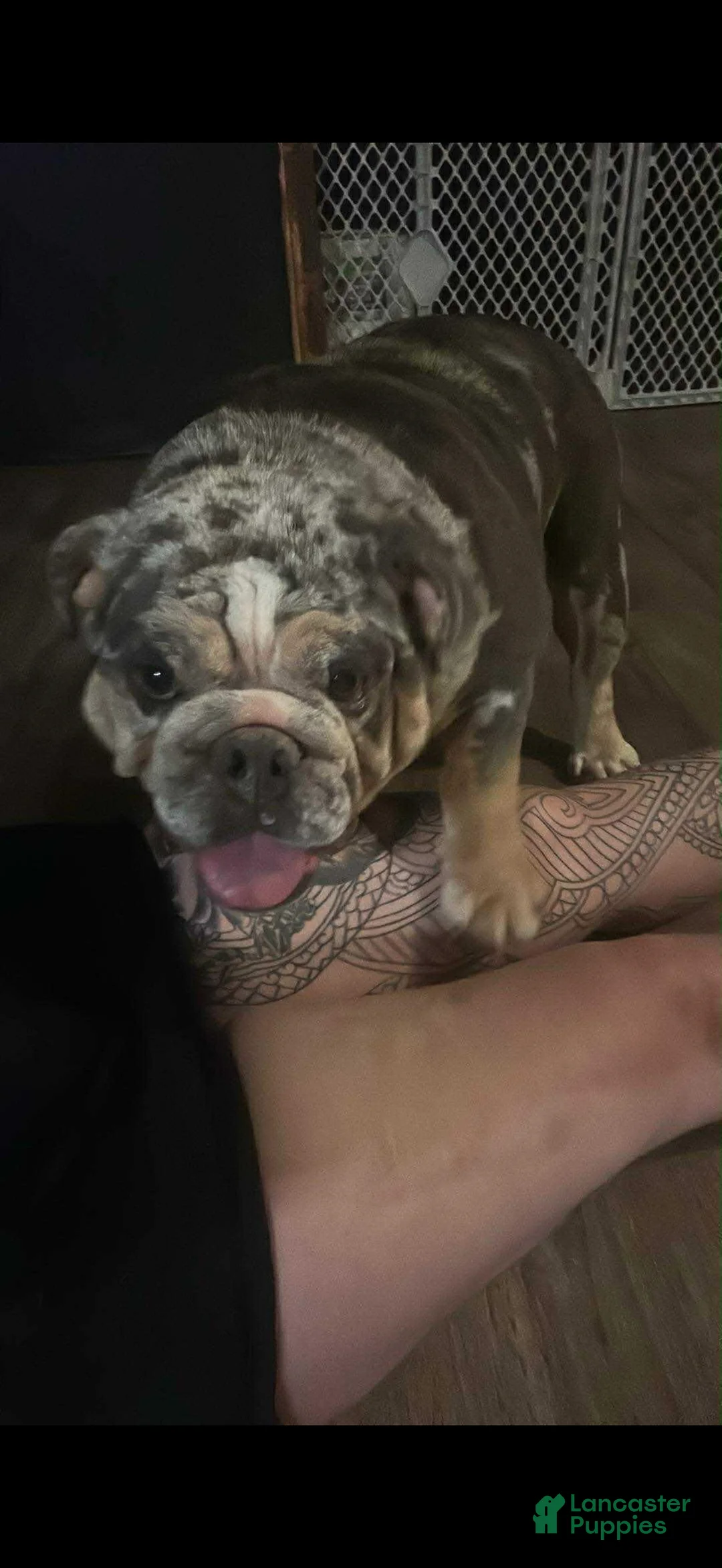 English Bulldog dogs for sale: English Bulldog Puppy 1 - Ad 3