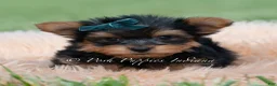 Yorkshire Terrier dogs for sale: Trinket - Ad 2