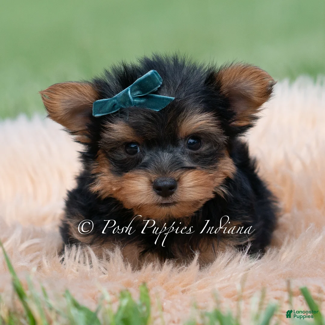 Yorkshire Terrier dogs for sale: Trinket - Ad 2